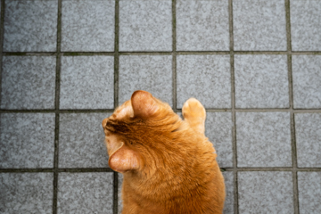 catday.jpg